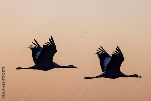 Birds in flight. A silhouettes of cranes in flight. Flock of cranes flies at sunset. Foggy morning, Sunrise sky background. Common Crane, Grus grus or Grus Communis, with moon background 