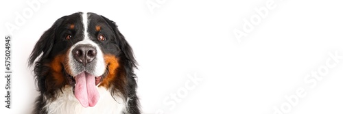 Stock Foto Bernese mountain dog on white background. Studio shot of a dog on an isolated background. Isolate on a white background, ready-made inscription for design and layout. Banner.