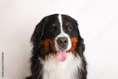 Photo Bernese Mountain Dog on a white background. Studio shot of a dog in front of an isolated background.  © Vad-Len