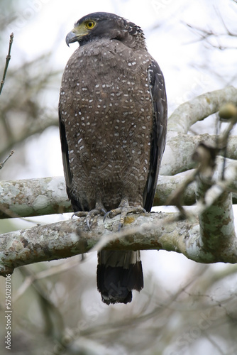 crested serpent eagle photo