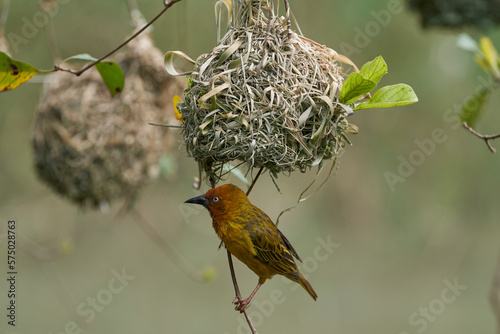 Cape Weaver (Ploceus capensis) building a nest in a tree above a pond in the Eastern Cape of South Africa photo