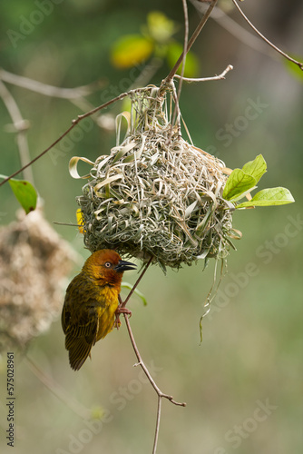 Cape Weaver (Ploceus capensis) building a nest in a tree above a pond in the Eastern Cape of South Africa photo