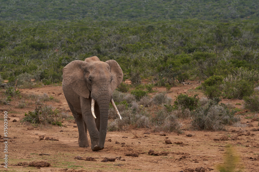 Male African elephant (Loxodonta africana) waiting to drink at a waterhole in Addo Elephant National Park, Western Cape, South Africa
