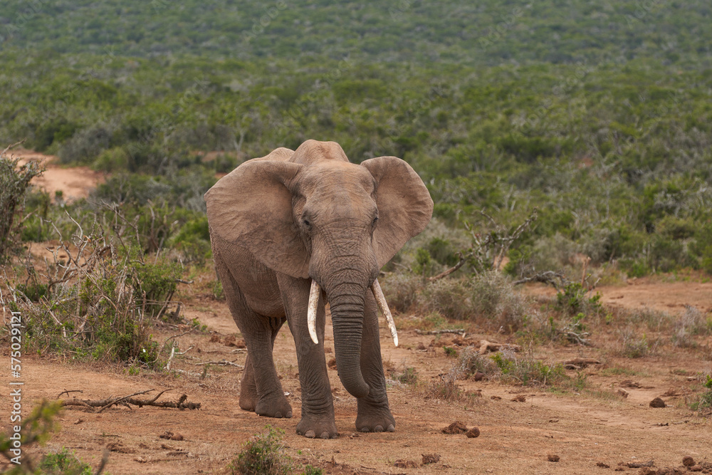 Fototapeta premium Male African elephant (Loxodonta africana) waiting to drink at a waterhole in Addo Elephant National Park, Western Cape, South Africa