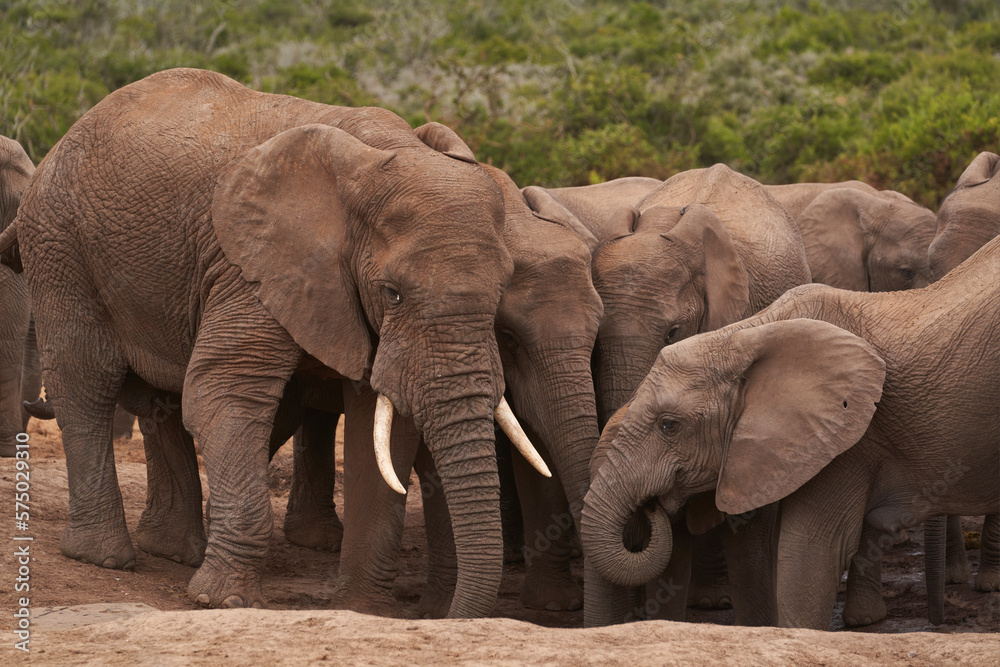 African elephants (Loxodonta africana) drinking at a waterhole in Addo Elephant National Park, Western Cape, South Africa