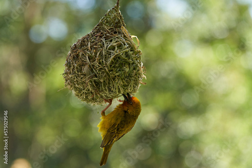 Cape Weaver (Ploceus capensis) building a nest in a tree above a pond in the Eastern Cape of South Africa photo