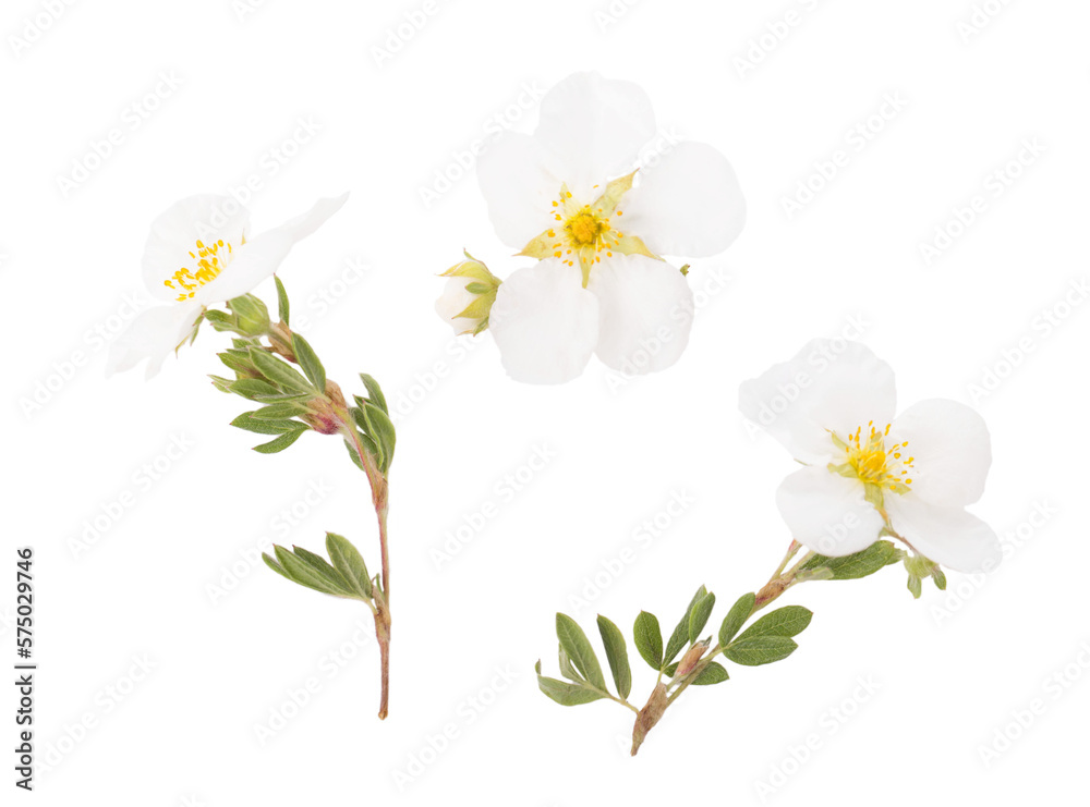 Potentilla fruticosa L. Abbotswood white small flowers on white background. Potentilla fruticosa L. Abbotswood white small flowers on white background.