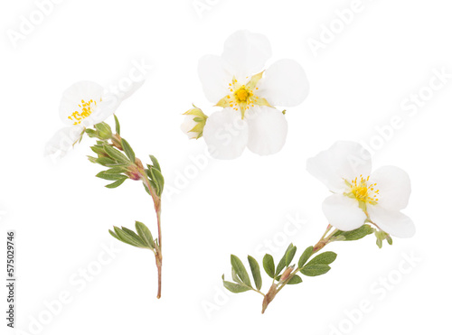 Potentilla fruticosa L. Abbotswood white small flowers on white background. © Olga Ionina