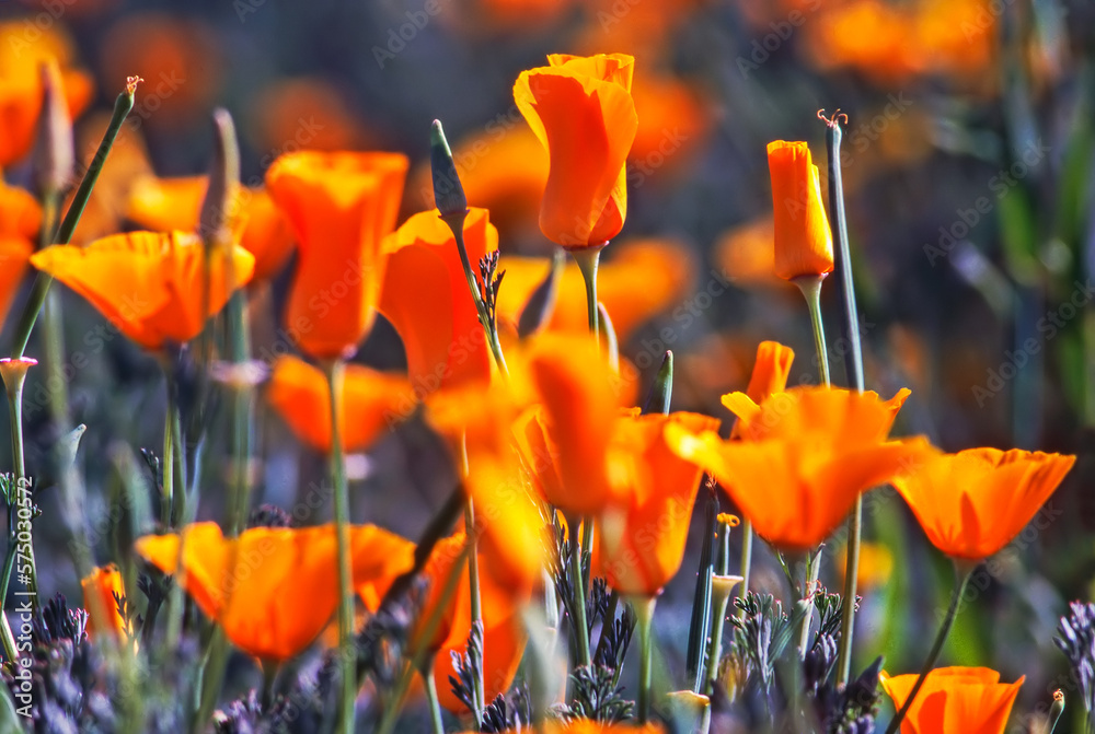 Fotografie California Poppy