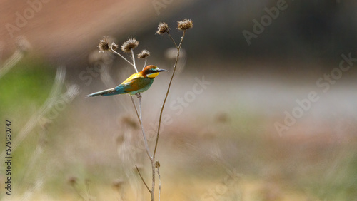 Colorful Bee Eater in the Danube Delta © hecke71