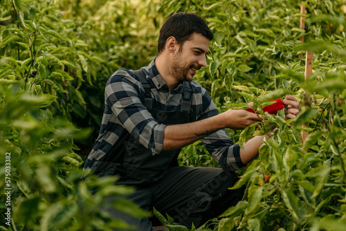 Man harvesting pepper on the field. Young male with root vegetables on a sunny day. He is wearing working suit casuals.