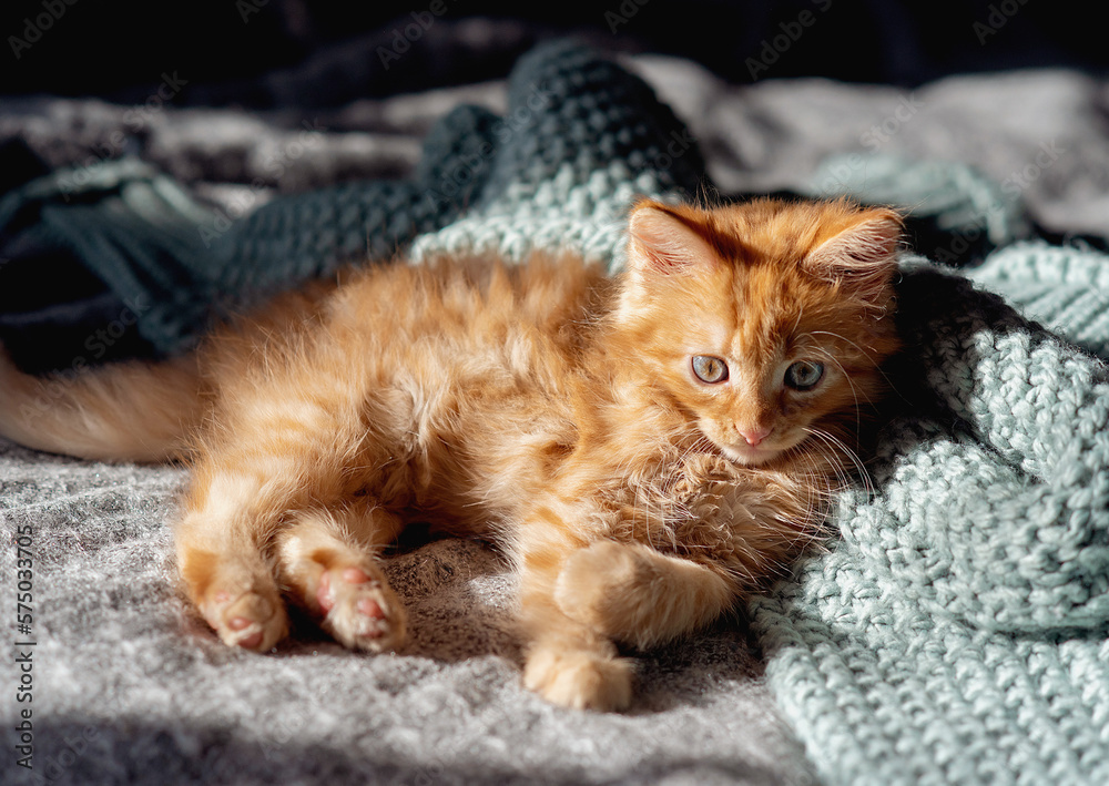 kitten in a basket