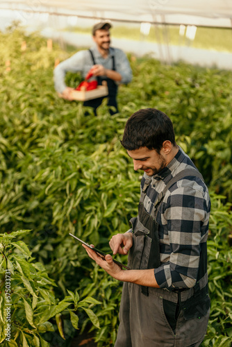 A dedicated farmer holding a digital tablet in a greenhouse and analyzing the crops, while a male worker carrying a crate in the background.