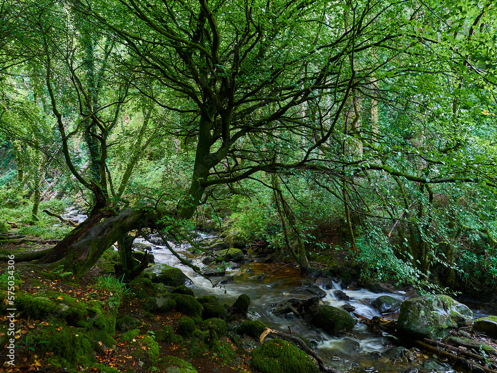 lush and green forest in the landscape of Ireland.