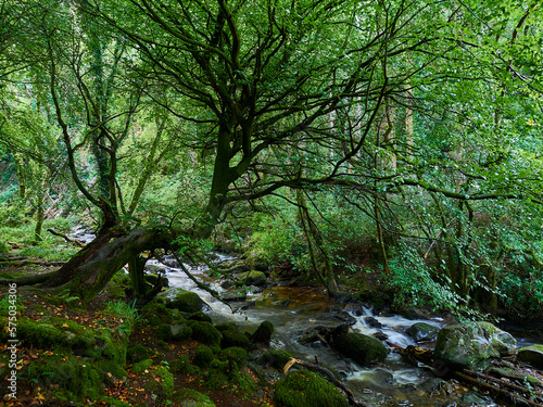 lush and green forest in the landscape of Ireland. © Jens