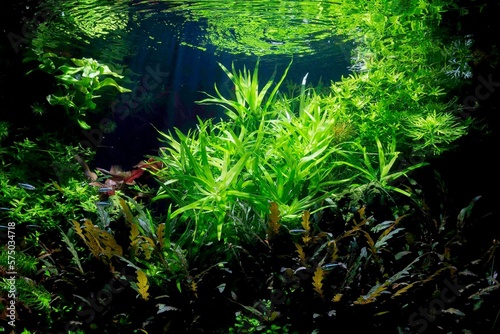 aquarium plants