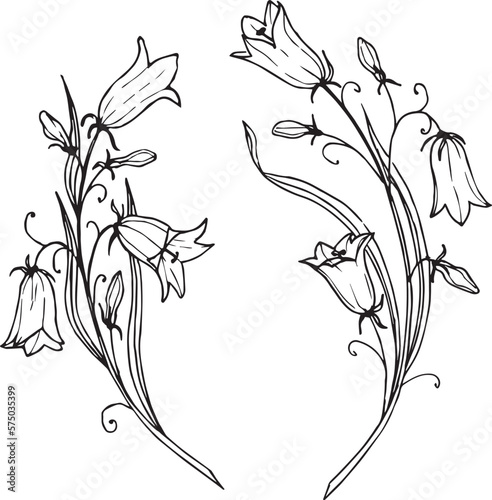 Bellflower vector drawing. Hand drawn illustration of bluebell Flower in outline style on isolated background. Floral sketch in white in black monochrome colors. Engraving for wedding invitations.