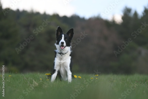 Un chien de race border collie dans la nature