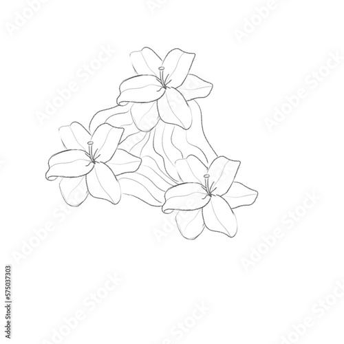 set of lily flower with leaves in line style.  sketches for tattoos