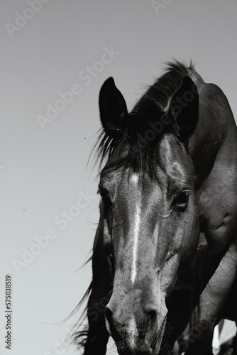 Curious bay horse in black and white being curious on ranch closeup  vertical portrait of equine animal.