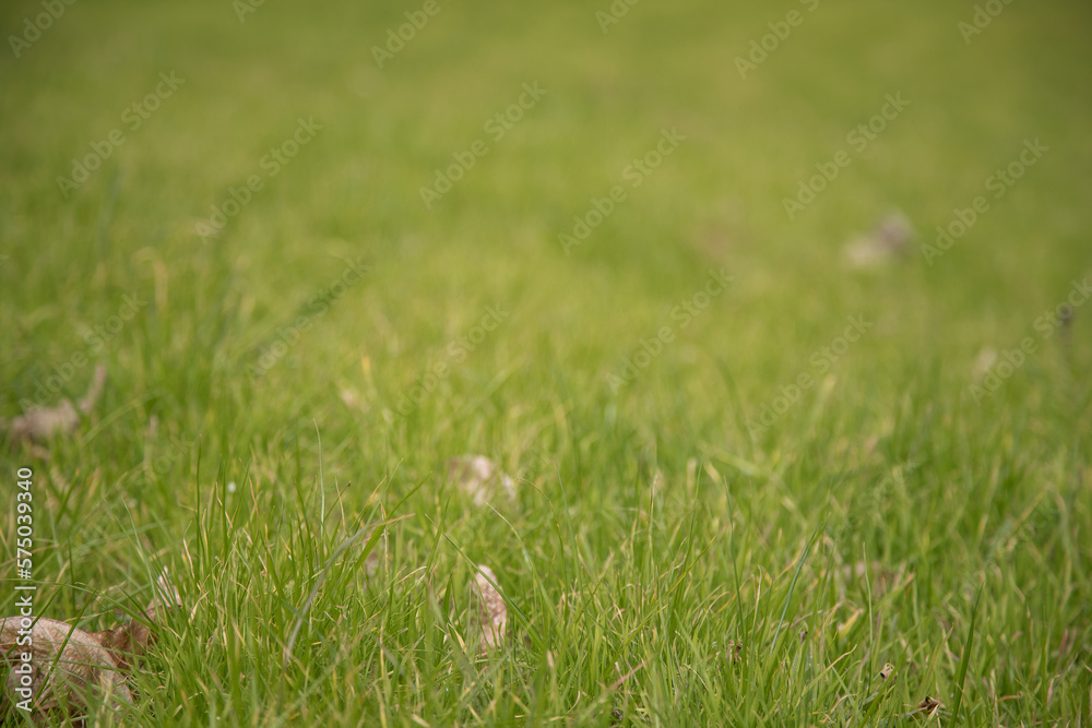 Close-up view of field with fresh grass and one or two dry leaves. Small frame. Selective focus. Close-up view of field with fresh grass and one or two dry leaves. Small frame. Selective focus.