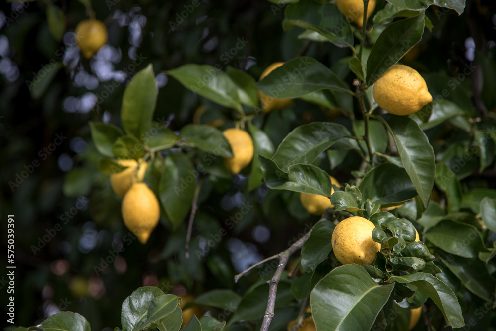 Organic lemon tree full of fresh and juicy lemons. Harvest time. Close up