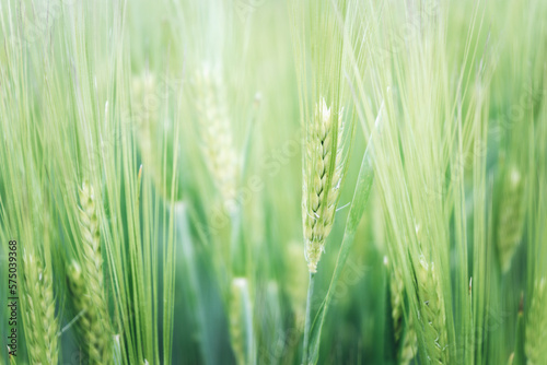 Green spring rye plant abstract background