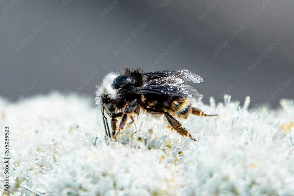 Bee Hovering Over White Wildflower Searching For Pollen