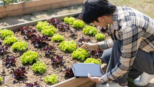 Owner of a small organic vegetable garden business uses a tablet to control and direct the supply of water and nutrients or to record the growth of vegetables in the garden, Vegetables in the greenhou