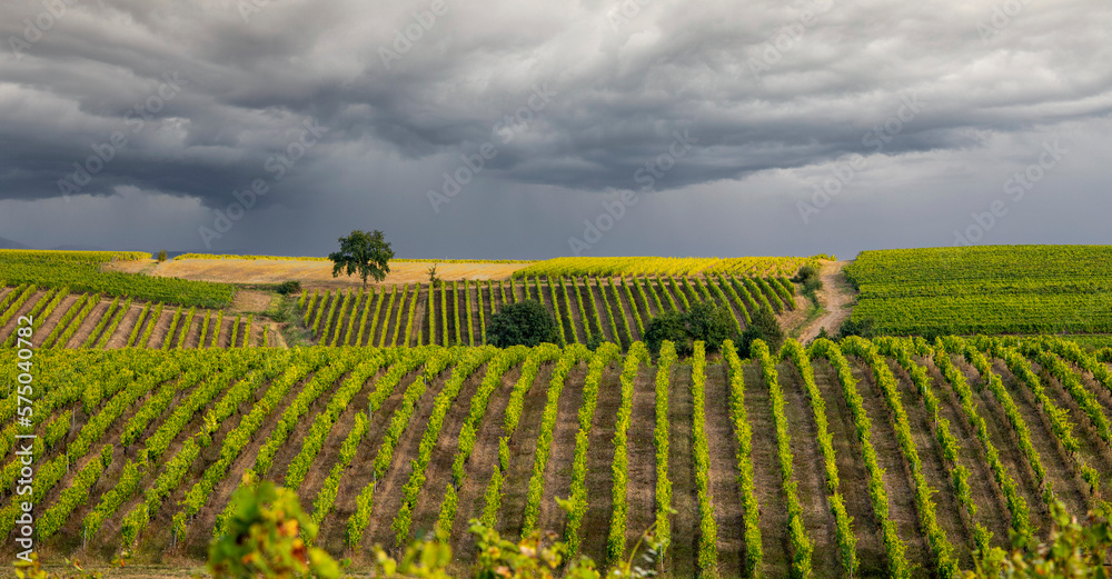 Paysage de vigne vallonné sous un ciel d'orage en Anjou.