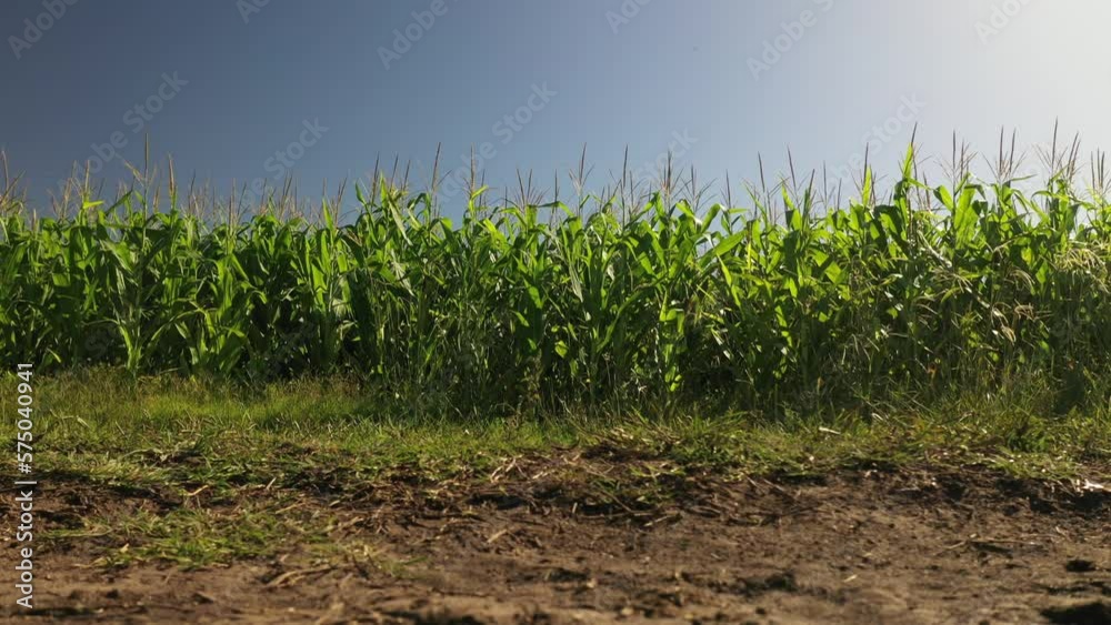 Despegue de drone cerca de cultivo de maíz con riego por pivot