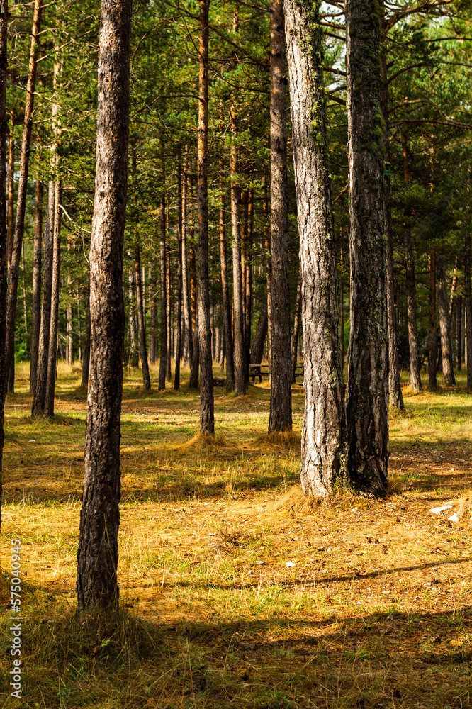 imagen de un bosque de pinos altos verdes imagen de un bosque de pinos altos verdes