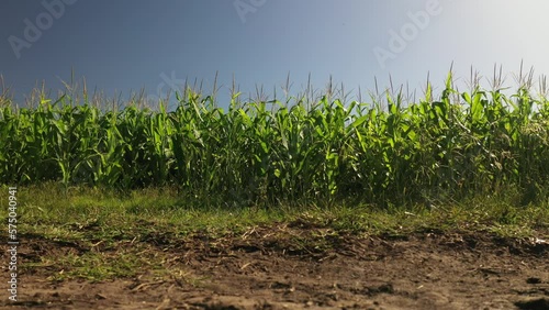 Despegue de drone cerca de cultivo de maíz con riego por pivot photo