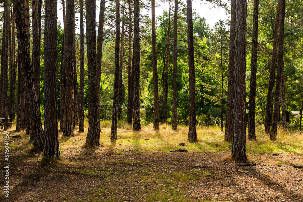 Obraz premium imagen de los troncos de unos árboles en una llanura del bosque 