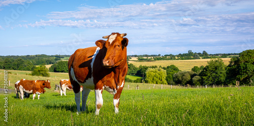 Paysage de campagne et vache laitière dans les champs en France.