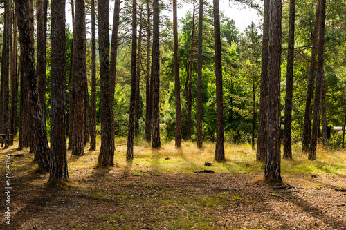 imagen de los troncos de unos árboles en una llanura del bosque 