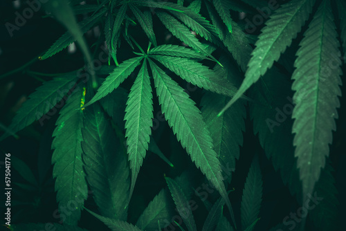 Group organic cannabis leaves on a dark background. Texture of Marijuana leaves of a plant.