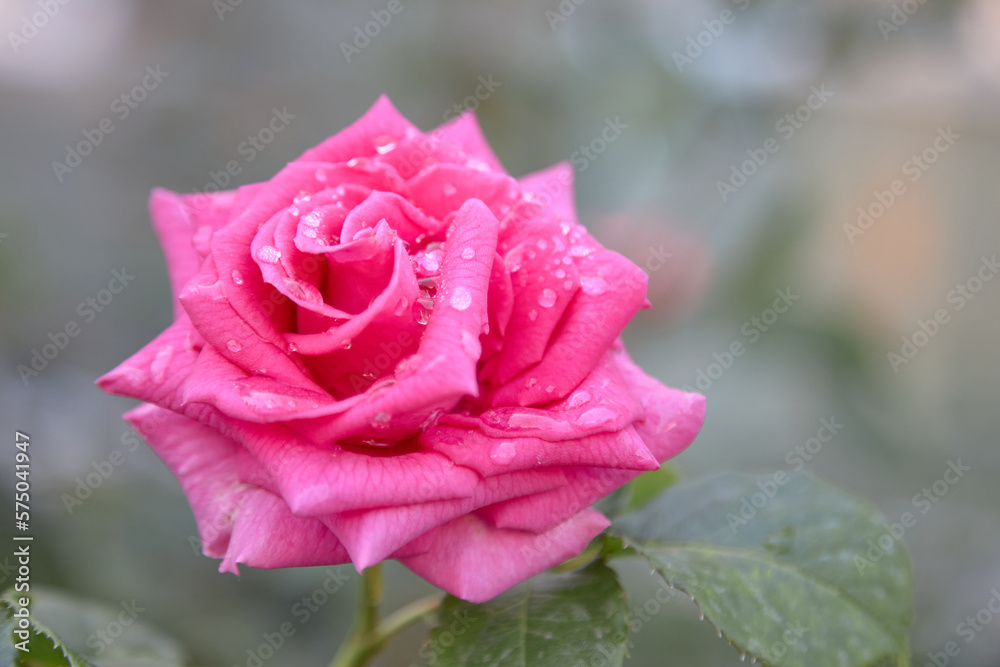 beautiful rose bush, blooming profusely in the summer garden, raindrops on the flower. beautiful rose bush, blooming profusely in the summer garden, raindrops on the flower.