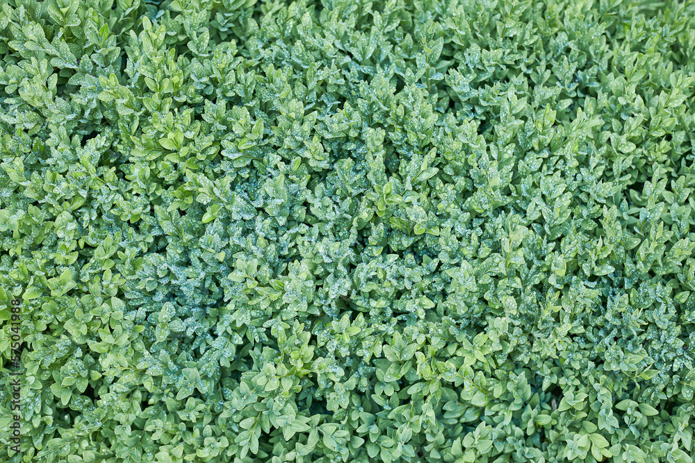 the texture of a hedge after a summer rainTextured background of small green leaves with a beautiful pattern.. the texture of a hedge after a summer rainTextured background of small green leaves with a beautiful pattern..