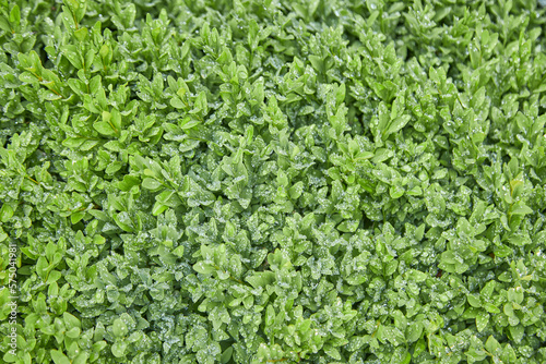 the texture of a hedge after a summer rainTextured background of small green leaves with a beautiful pattern..