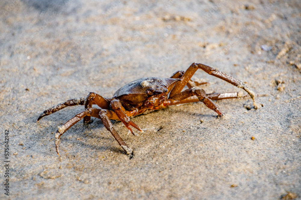 Fototapeta premium King Crab Crawling on the Shores of Vancouver Island, BC, Canada