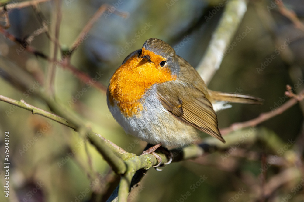 robin on a branch