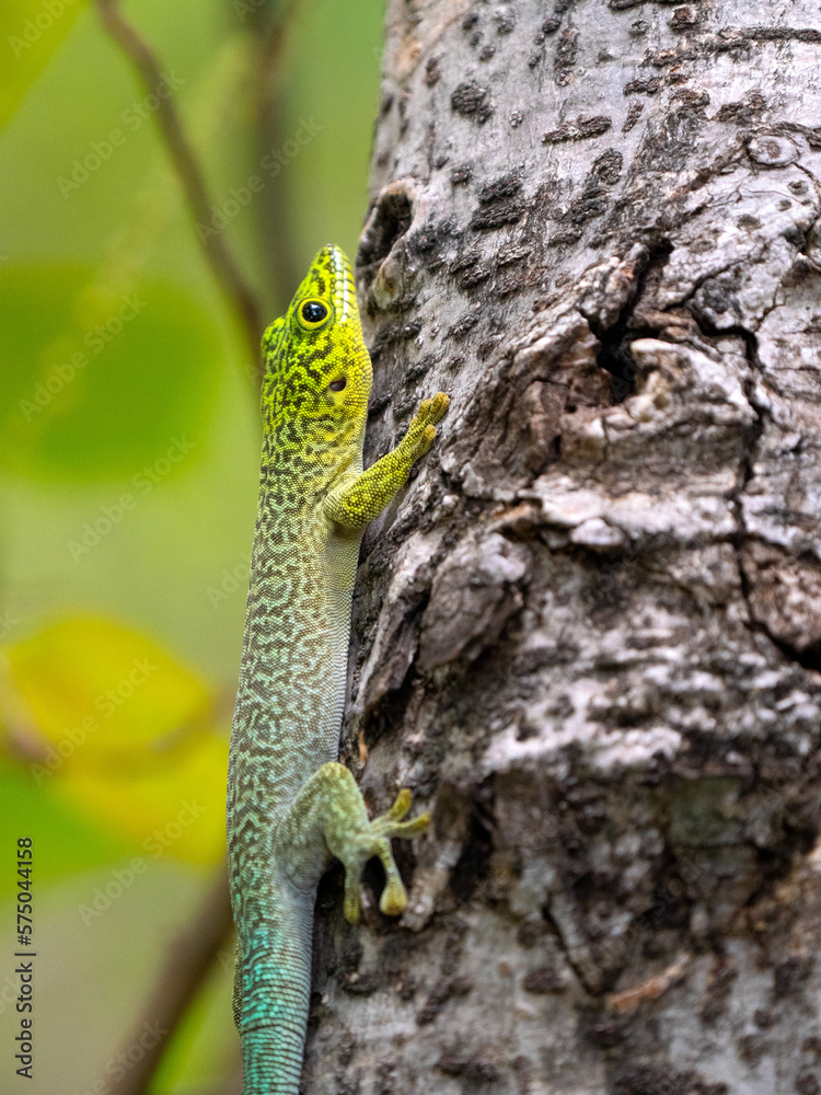 Felsuma Standingova, Phelsuma standingi, Standings day gecko sits on the cracked bark of a tree. Zombitse-Vohibasia National Park Madagsakr wild life.