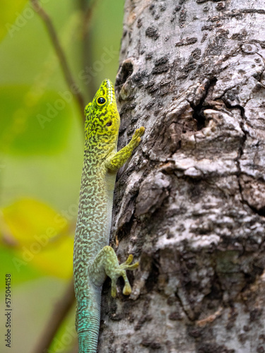 Obraz na płótnie Felsuma Standingova, Phelsuma standingi, Standings day gecko sits on the cracked bark of a tree. Zombitse-Vohibasia National Park Madagsakr wild life. w salonie