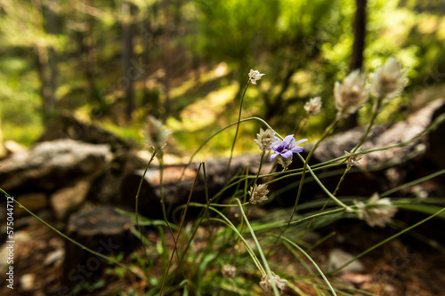 imagen detalle de una flor violeta con naturaleza al fondo