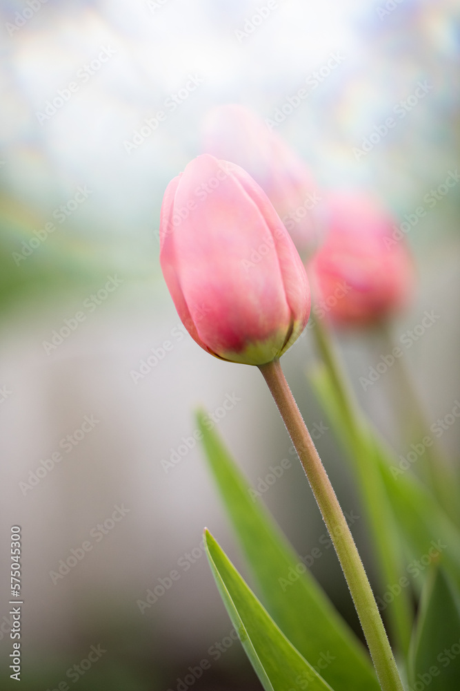 Fototapeta premium Tulip in garden. Soft pastel background. Spring flower