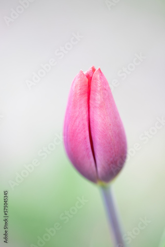 Tulip in garden. Soft pastel background. Spring flower