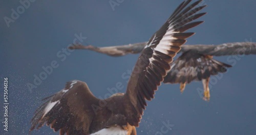 Eagle chasing away another eagle from food in the mountains at winter