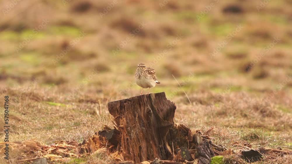 A male woodlark or wood lark (Lullula arborea) singing on a tree trunk A male woodlark or wood lark (Lullula arborea) singing on a tree trunk