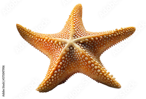 Fotografia starfish isolated, ocean creatures, sea life, generative ai